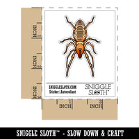 Camel Spider Sun Spider Wind Scorpion Solifuge