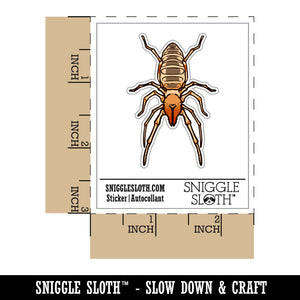 Camel Spider Sun Spider Wind Scorpion Solifuge