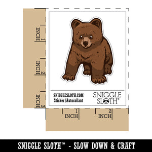Curious Baby Brown Bear Grizzly Cub
