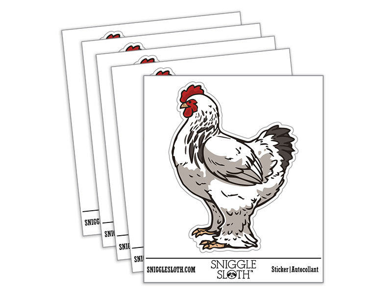 Big Brahma Chicken Feathered Legs