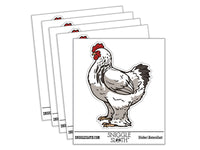 Big Brahma Chicken Feathered Legs