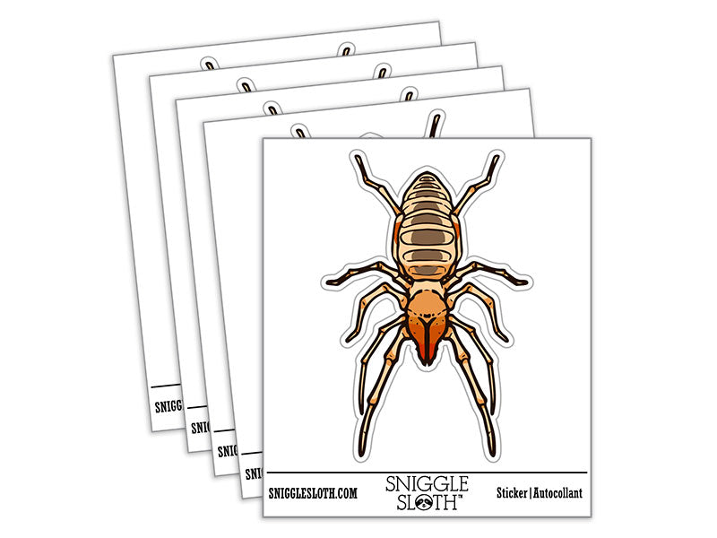 Camel Spider Sun Spider Wind Scorpion Solifuge