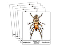 Camel Spider Sun Spider Wind Scorpion Solifuge