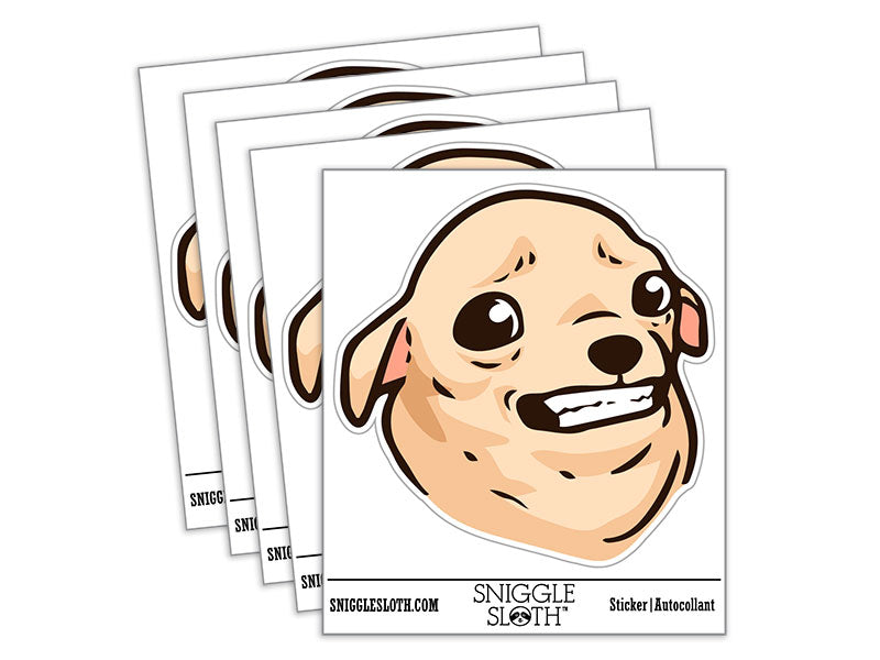 Uncomfortable Smile Chihuahua Dog