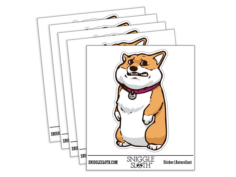 Very Worried Standing Corgi Dog