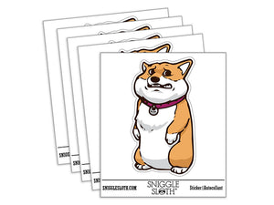 Very Worried Standing Corgi Dog