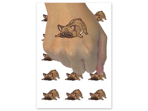 Brindle French Bulldog Sniffing Smelling Furiously Dog Temporary Tattoo Water Resistant Fake Body Art Set Collection