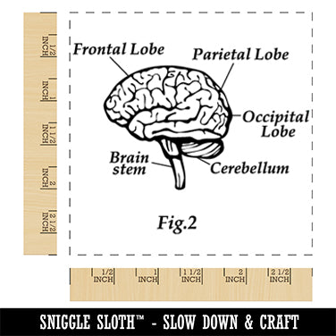 Brain Anatomy Science Figure Square Rubber Stamp for Stamping Crafting