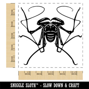 Tailless Whip Scorpion Creepy Bug Square Rubber Stamp for Stamping Crafting