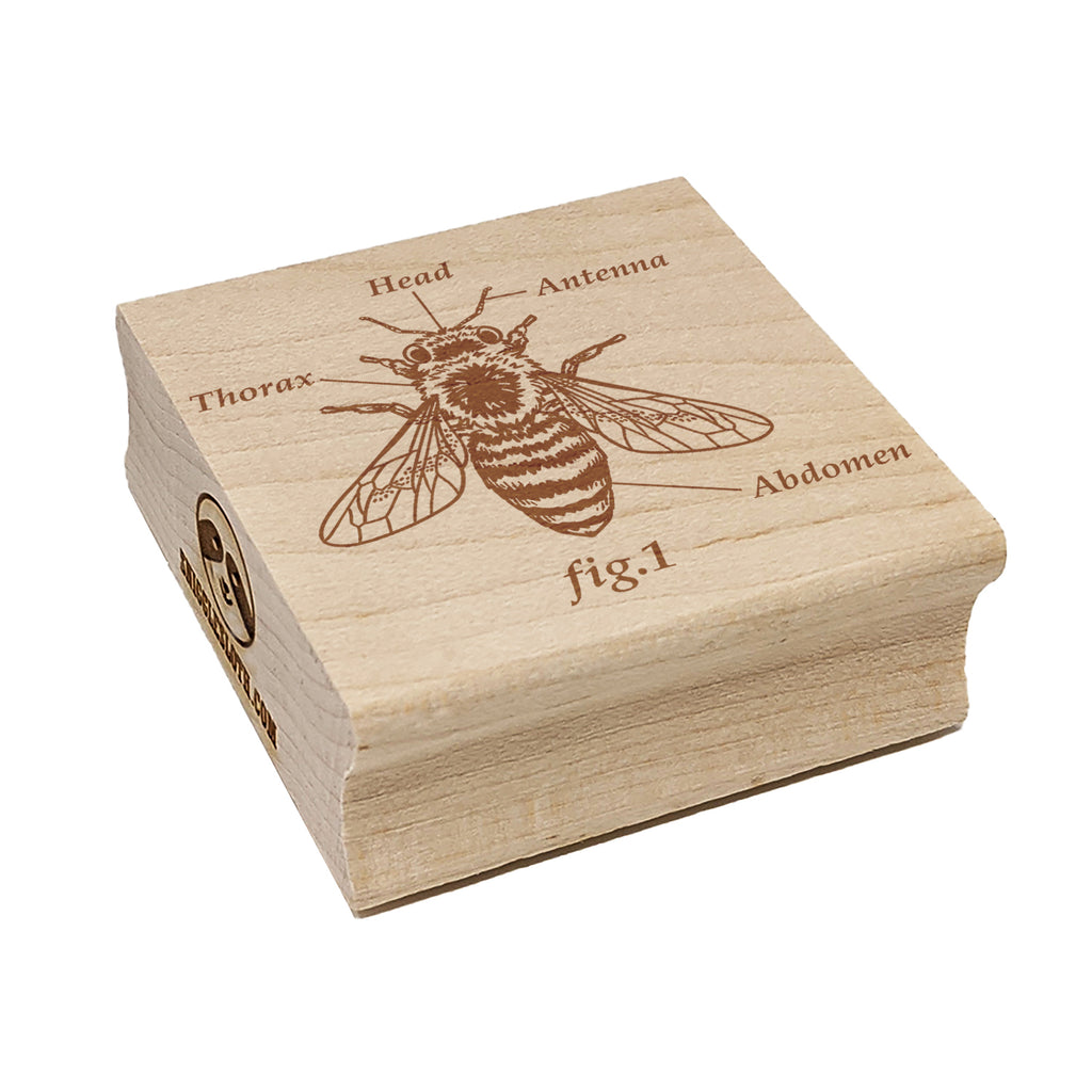 Bee Anatomy Science Biology Figure Square Rubber Stamp for Stamping Crafting