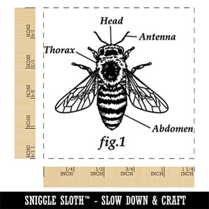 Bee Anatomy Science Biology Figure Square Rubber Stamp for Stamping Crafting